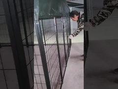 6ft ύψος συγκολλημένο χάλυβα σκυλόσκυλο Kennel Powder Coated Dog Run House